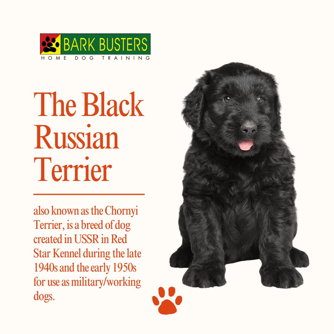The Black Russian Terrier, bred in the USSR's Red Star Kennel during the late 1940s and early 1950s, was originally developed as a military and working dog.
.
Visit bit.ly/BarkBustervall…
.
#stephaniecurtis #dogtraining #puppytraining #valleydogtraining #inhomebehavioraltraining