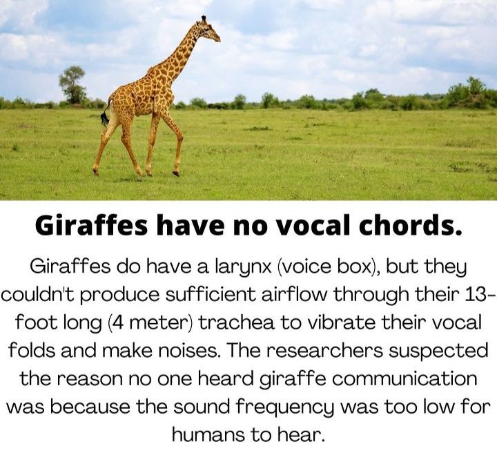 Giraffes have no vocal chords 😳😳🤌

Interstate na?