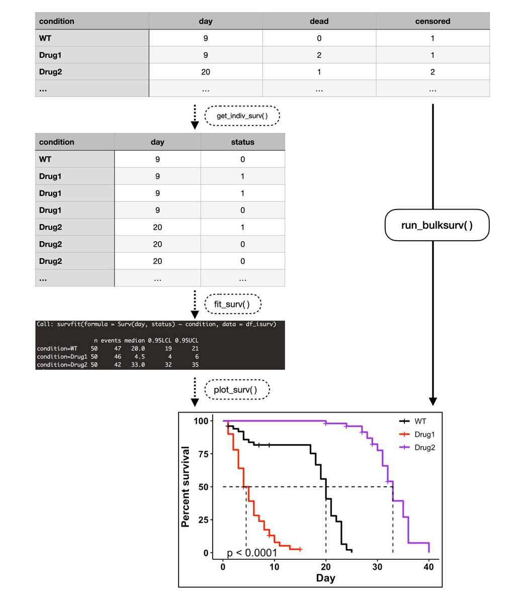 ggbulksurv: An R package for easy Drosophila and C. elegans survival analysis #micropublication #biology #data #caltechlibrary #Drosophila #Celegans #Software #Software micropublication.org/journals/biolo…