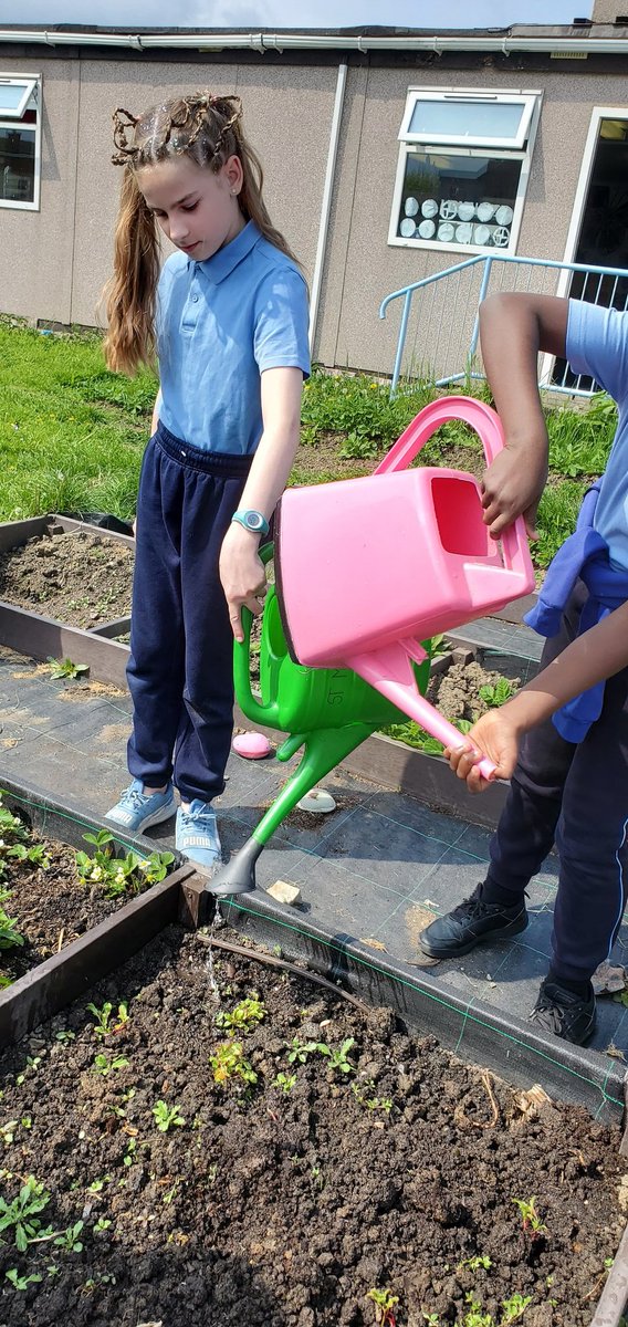 #lifeOnLand #LifeunderWater we planted radishes today and we checked on our tadpoles in our pond and we fed the worms in our wormery @TheGlobalGoals #NatureHeroes @BioInSchools @GreenSchoolsIre @OurBalbriggan