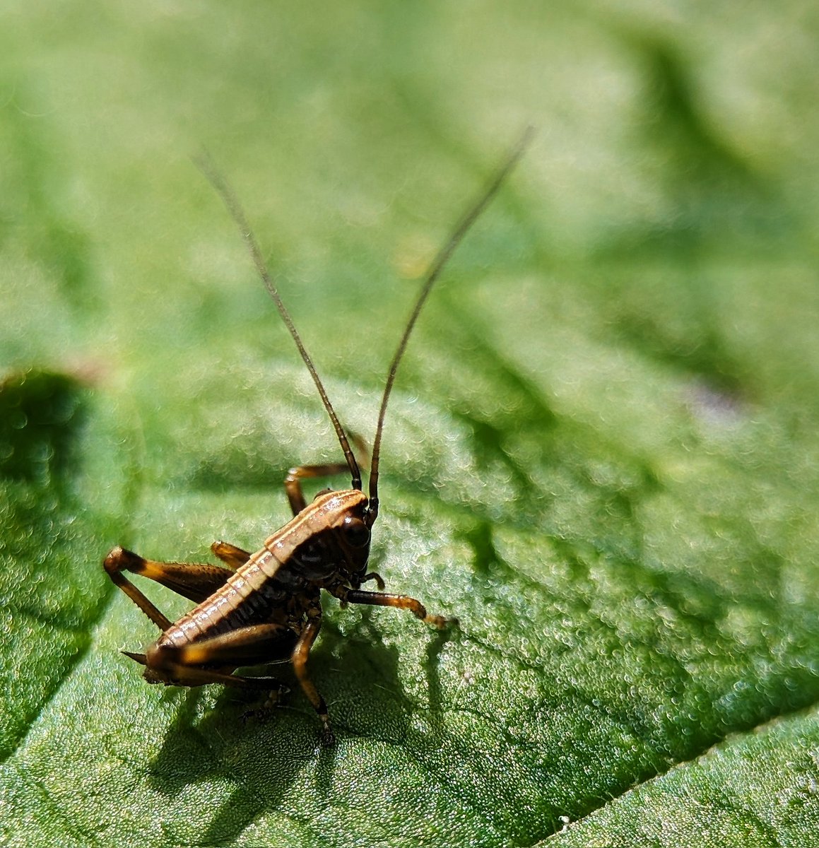 Benefits of a wilder garden and #NoMowMay area! Counted over 20 of these little Dark Bush Cricket nymphs today! Can't wait for their evening summer serenade. @Love_plants