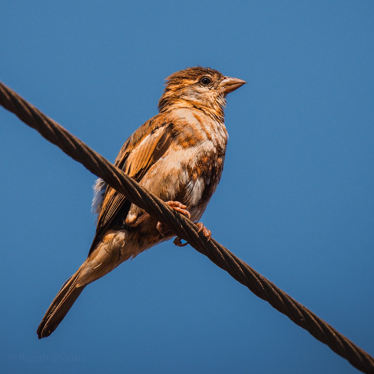A house sparrow on the electric wire! #BirdsOfTwitter #BirdTwitter #Birds #IndiAves @ThePhotoHour