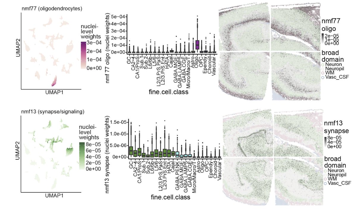 Some patterns were cell type-specific and localized to distinct spatial domains, such as an oligodendrocyte-specific pattern mapping to WM.

However, others were not cell type or domain-specific, including a transcriptional signature associated with synaptic structure/function.