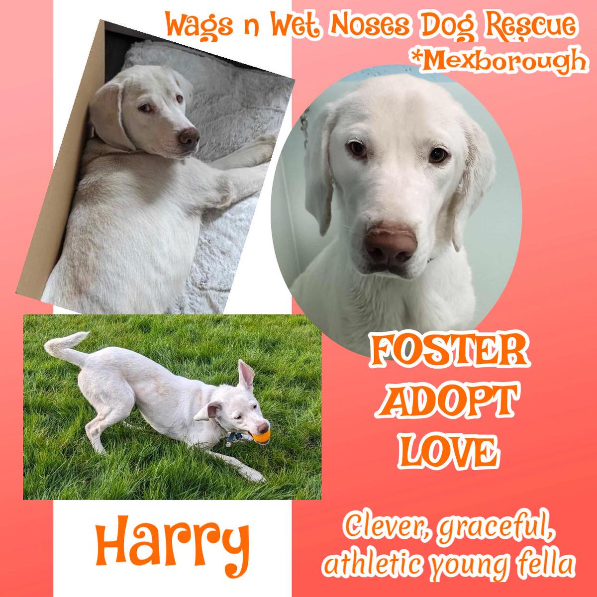 10mo Lab/Weimaraner mix HARRY is a really clever, graceful, athletic young boy who will need an adopter who can provide him with good physical & mental stimulation. In return, he will shower you with love, affection & lots of fun. He adores human contact, is very loyal & loving…