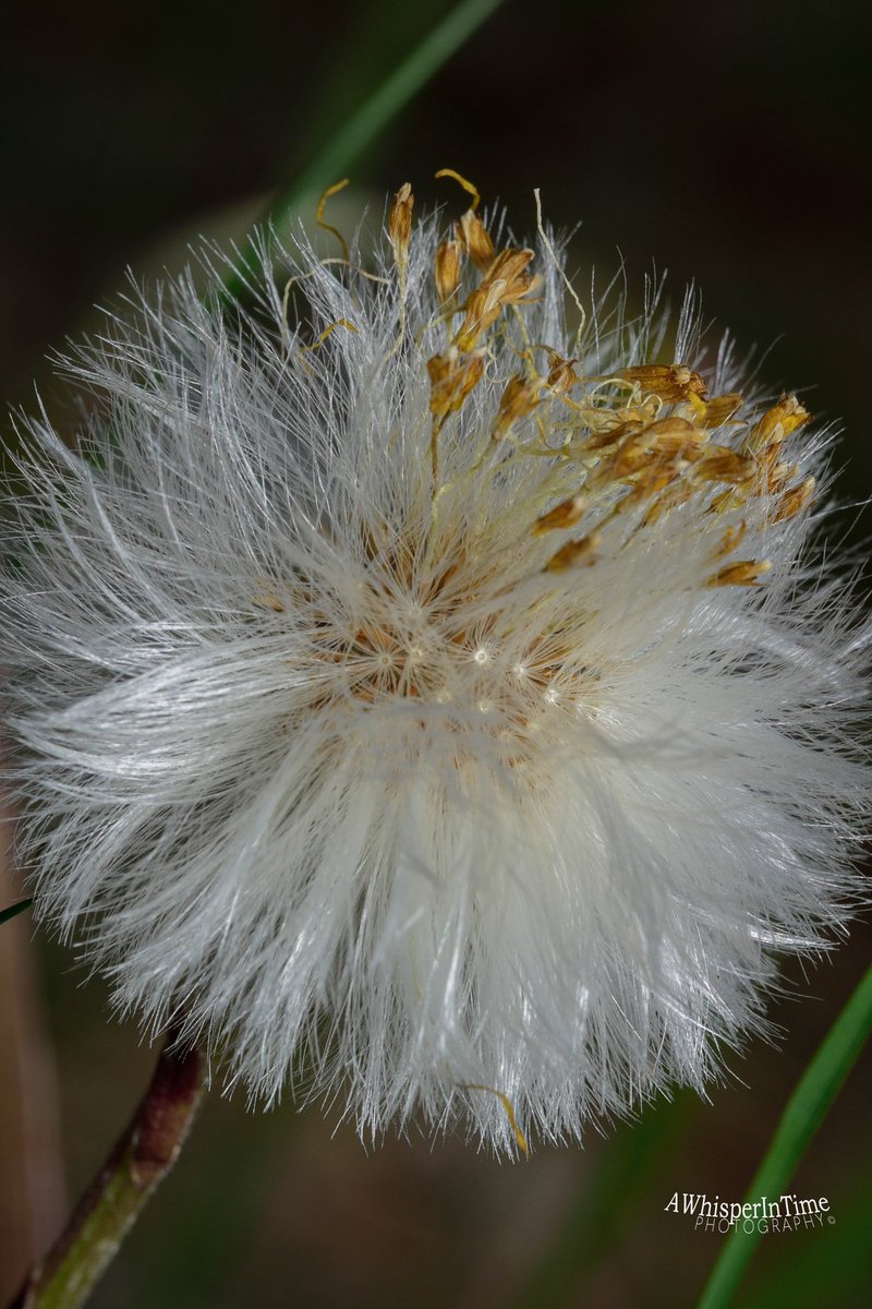 Seeds getting ready for their spring float.
#MacroPhotography #NaturePhotography
#BelowTheKneesPhotography #ExploreTheWorldBeneathYourKnees
#NatureIsBeautiful
#FallinLoveWithNature #ExploreTheWorld #EmbraceNature #EnjoyTheOutdoors #Hiking #Photoging
#Happiness #Peace #GypsySoul