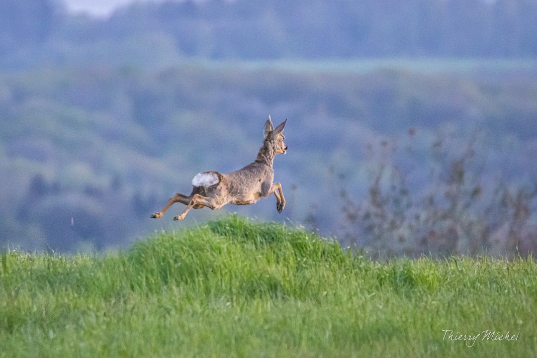 En plein saut 
 #nature #natureshots #igersfrance #naturephotography #photoshoot #instaphoto #ardennes #macrophotography #photooftheday #photography #photo #photographer #mpdua  #igersbestshot #igs_world #ig_worldclub