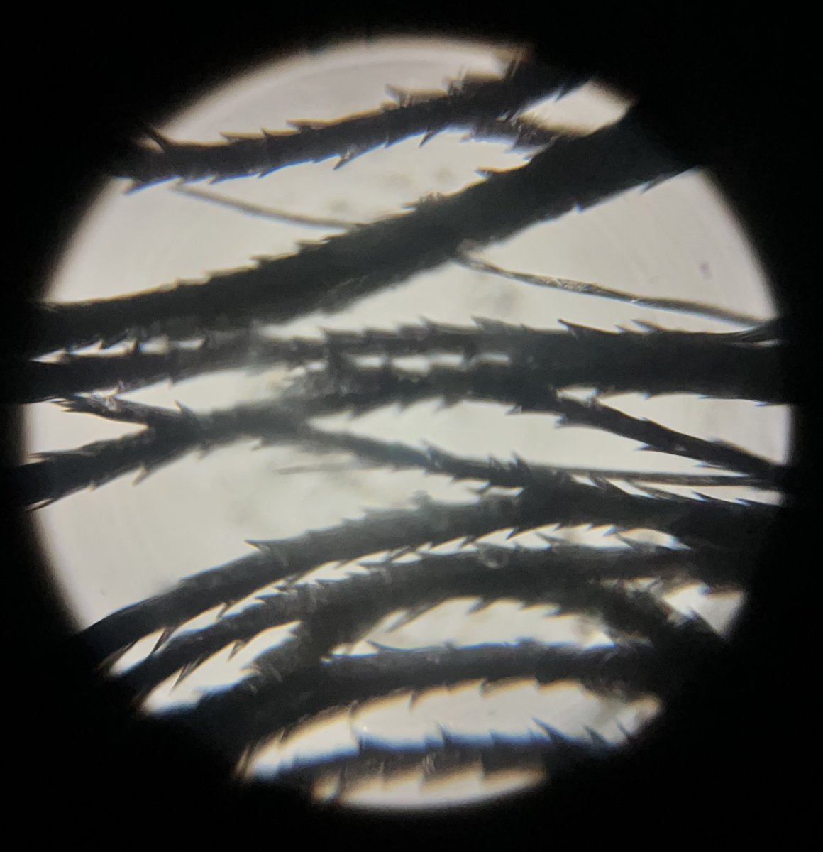 Adventures In Microscopy When the small imitates the large Is it just me, or does this microscopic picture of grass seed bristles look like a full moon w/ tree branches in front of it? (#Foldscope 2.0, 140X magnification) #FearlessMicroscopy #microscopy #ScienceIsFun #STEAM