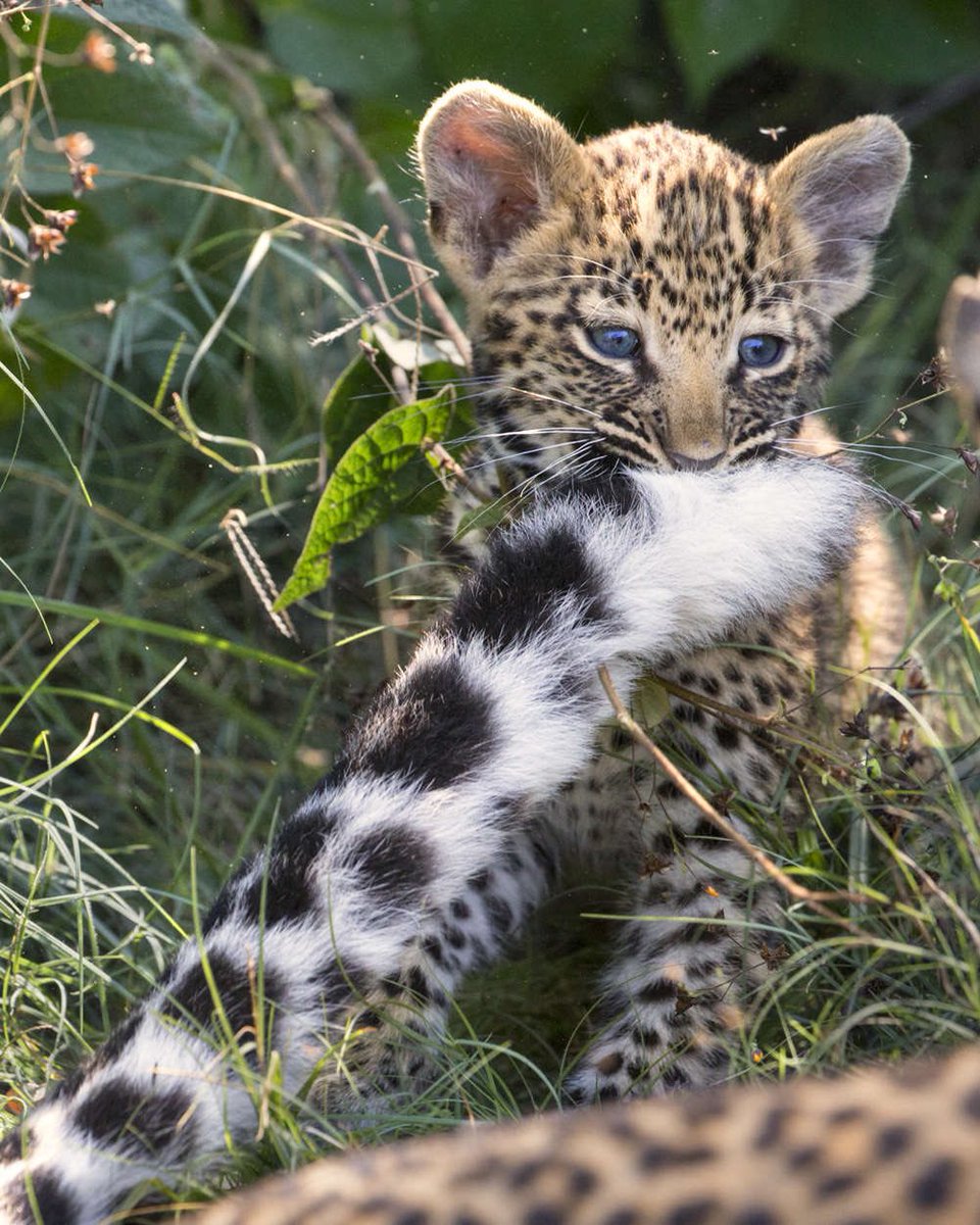 Happy #InternationalLeopardDay. Here are some beautiful Leopard images from wildlife photographer Suzi Eszterhas. #WildlifePhotography @WeAreWilderness #Leopard 🐆