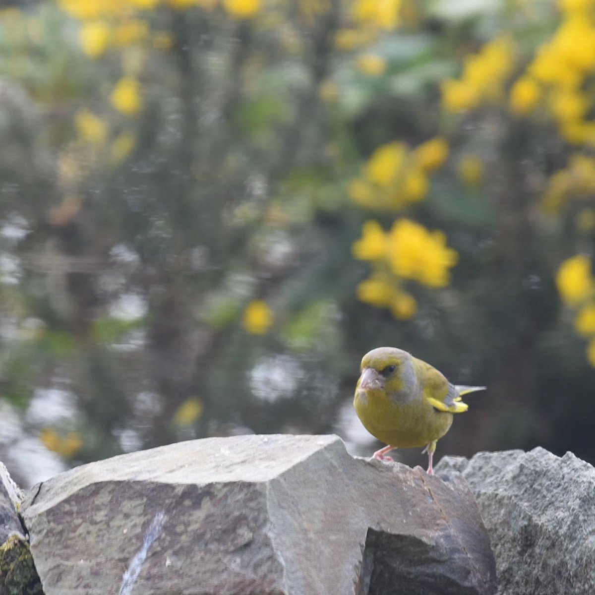 Grumpy greenfinch.

#greenfinch #castleton #lochfyne #argyll #scottishbirdlife #scottishwildlife