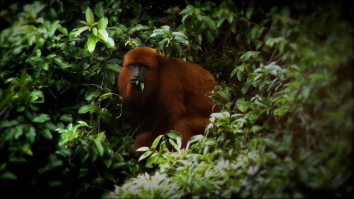 In the middle of Rio de Janeiro sits the world’s largest urban rainforest: @parnatijuca. To combat a century of deforestation and hunting, a team of researchers are repairing the forest’s forgotten web of life.

Learn more in this episode of #WildHope: wildhope.tv/episode/rewild…