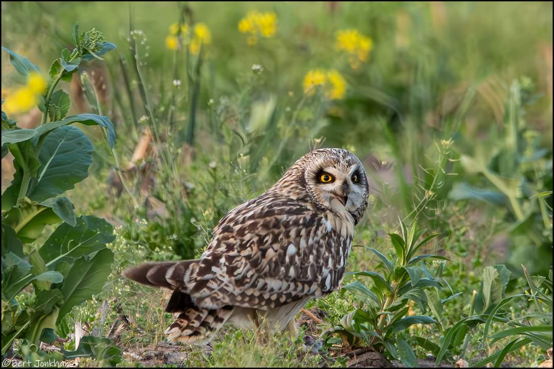 Gisteravond lieten de velduilen zich weer mooi zien. #vogelskijken