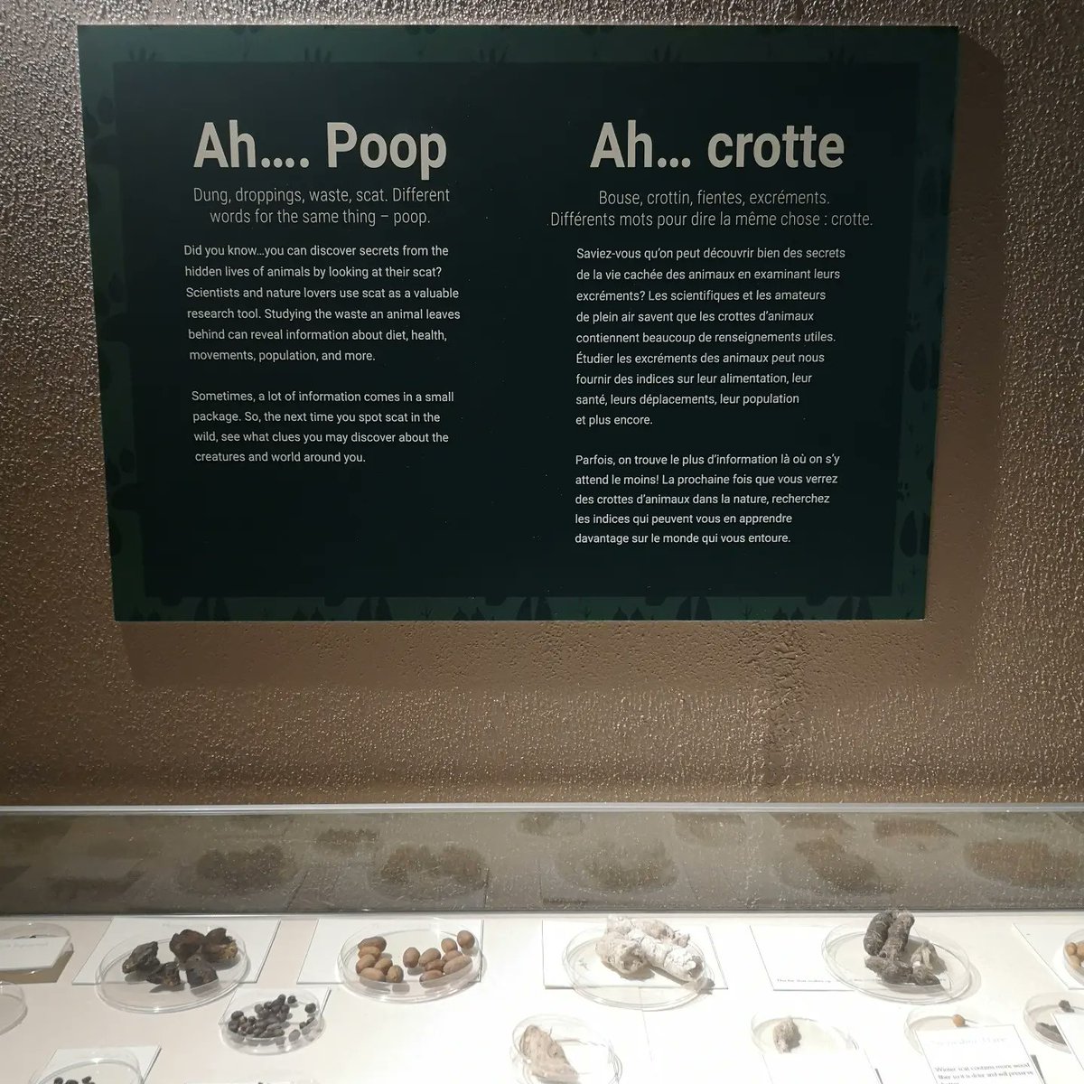 #Museum bowel movement!🤭

Our fan favourite poop case has a new location, new interpretive panel and a new look! 

Check out local scat during your next Museum visit. 💩

#NaturalHistory #NovaScotia #FridayMorning