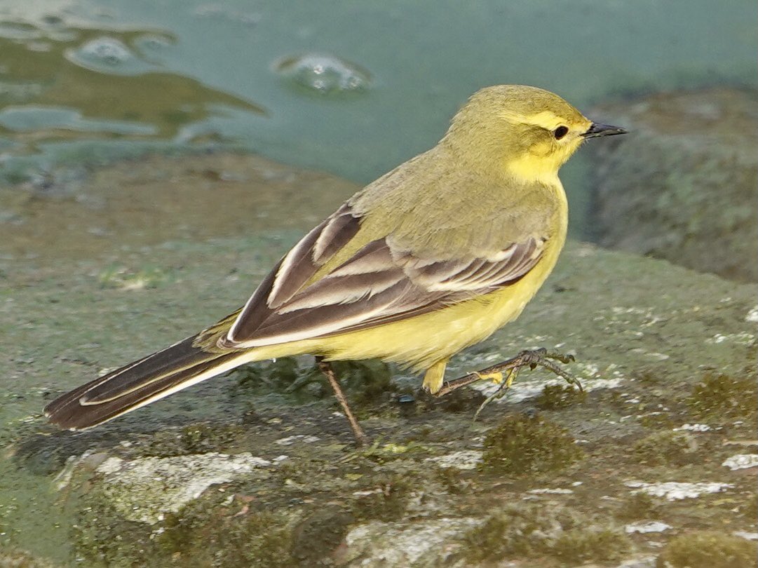 Nice to get lots of closeups of this beautiful Yellow Wagtail at Pitsford Dam on Wednesday before and after torrential rain. Just one solitary bird #Northantsbirds 1/5/24