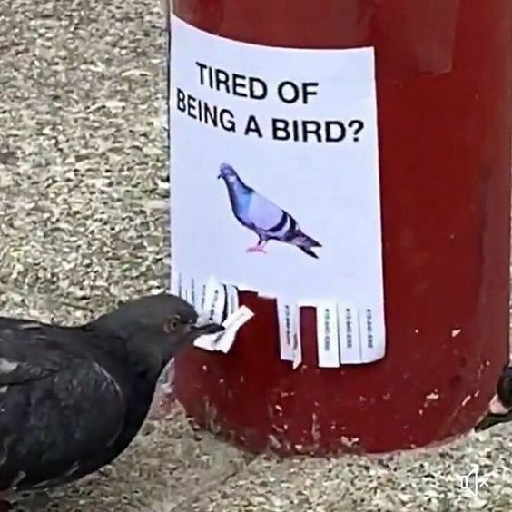 oldie but goldie: life as a bird is... complicated, to say the least