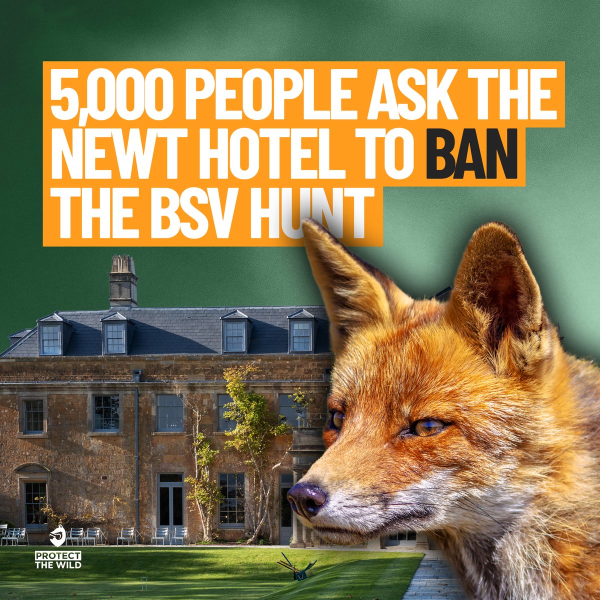 RT if you agree @thenewtsomerset should ban the fox killing BSV hunt! Sign the petition and add your name as we strive towards 10,000 signatures: protectthewild.org.uk/thenewtpetitio…