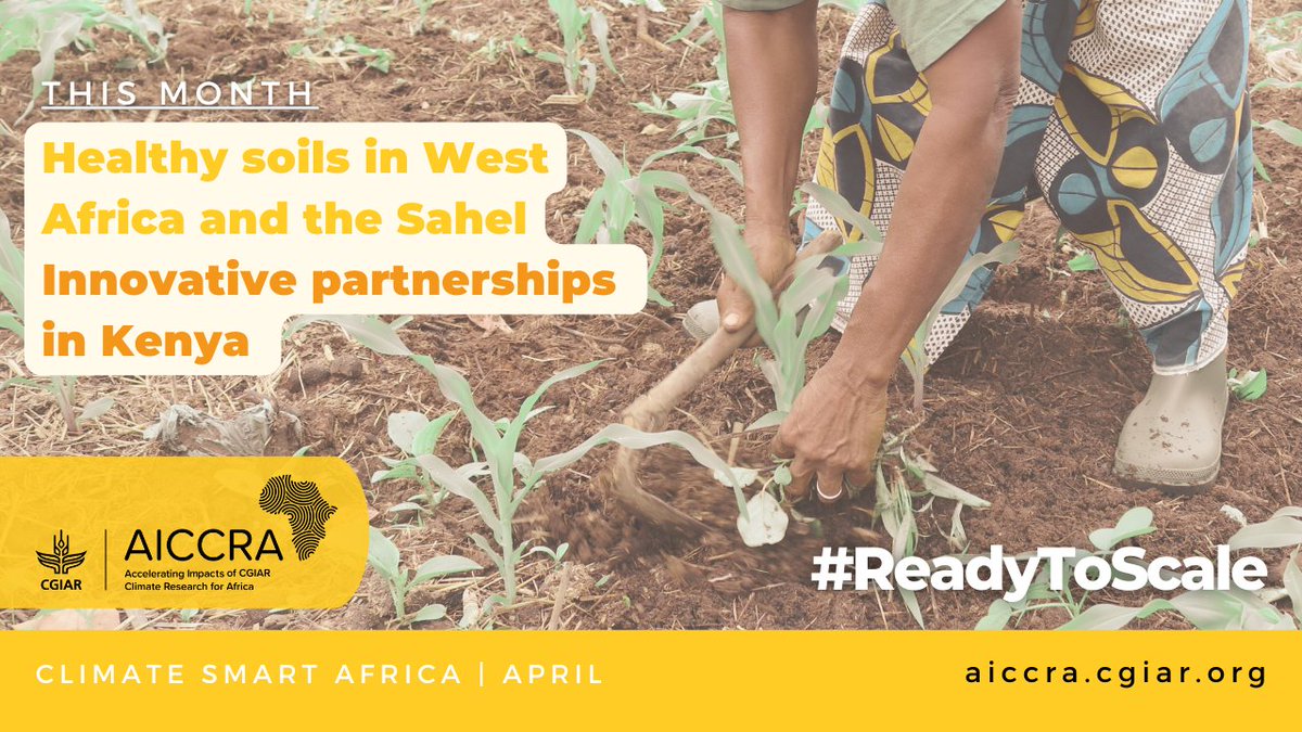 #WeekendReading 🇰🇪 All eyes will remain on #Nairobi next week for the Africa Fertilizer and Soil Health Summit. Soil health is a necessary foundation for realising the full potential of Africa’s soils & agriculture sectors, and AICCRA partnerships are supporting efforts to scale…