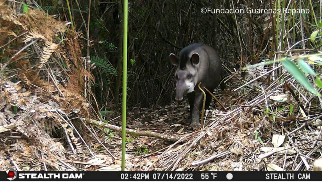 Danta en El Ávila: el proyecto que busca proteger y evitar la extinción de este animal. elestimulo.com/medio-ambiente…