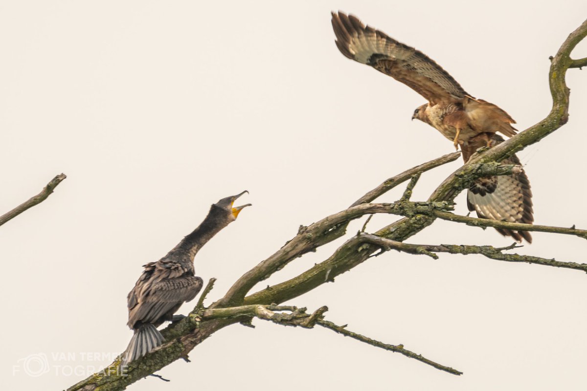 Het is maar net wie de baas is. #aalscholver #buizerd #biesbosch @nationaalparkdebiesbosch @vroegevogels_bnnvara @vogelbeschermingnederland #derooijfotografie #nikon #naturephotography  #buzzard #cormorant