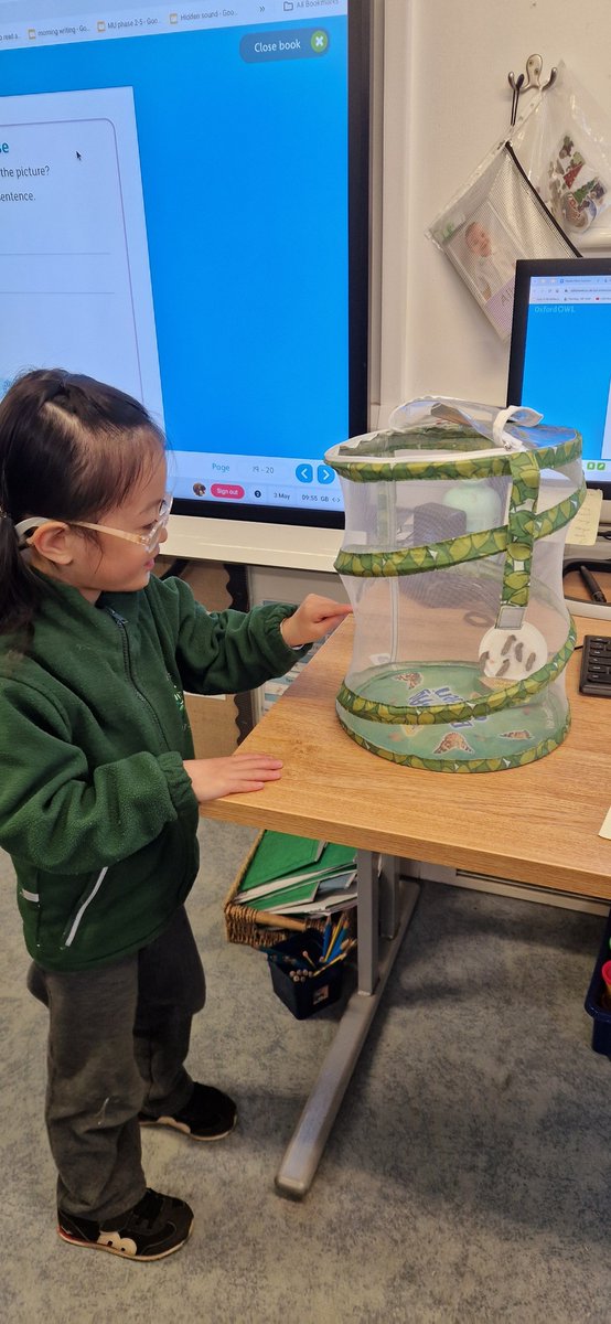 Reception children have been watching their caterpillars grow so big. The children have been tracking them everyday. Now they have formed a chrysalis, we are counting down the days until our amazing butterflies emerge! #WeAreLEO #MPPAutw