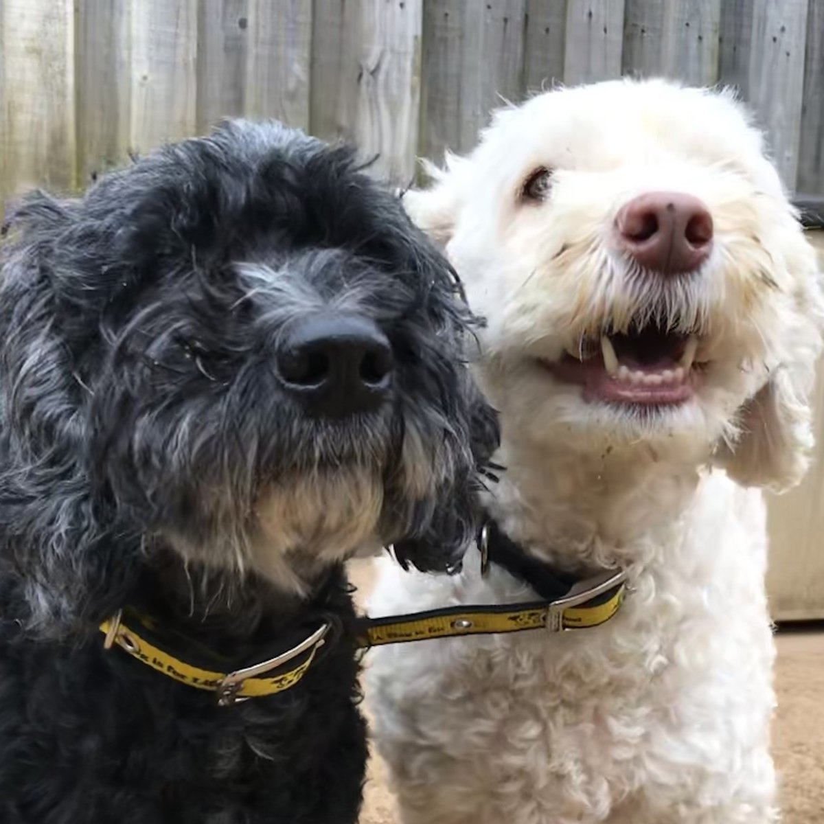 DILLON and SOPHIE are a well bonded pair of 8-year-old Cockerpoos @DogsTrust #Ilfracombe looking to be rehomed together. 💛🐶💛 They gain confidence from being with each other. 🐾 dogstrust.org.uk/rehoming/our-c… 🏡 
#RescueDogs #AdoptADoggyDuo #ADogIsForLife
