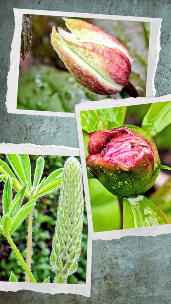 At home there are lots of buds getting ready to burst open. Clematis, peony and lupin. #FlowersOnFriday