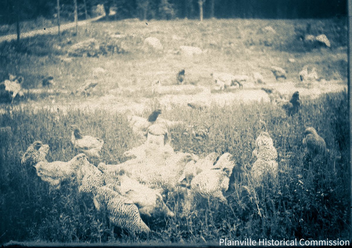 Nothing is better than a #Archivesgame of Hide & Seek. Especially if you’re playing with your chicken friends. Trust us. They’re not chicken! 

So play along and find the baby!

#ArchivesHastagParty #ArchivesGames #Hideandseek #PlainvilleMa