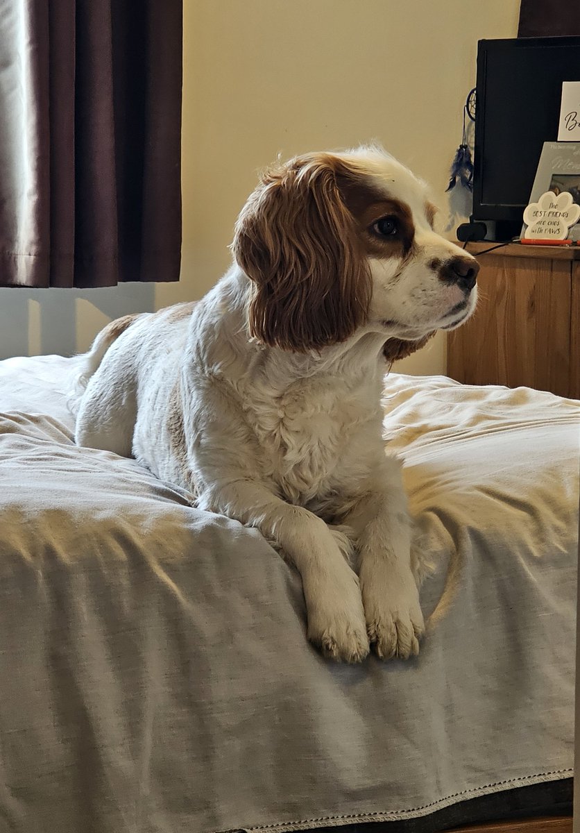 He's a right little poser sometimes 😍
#cavpack