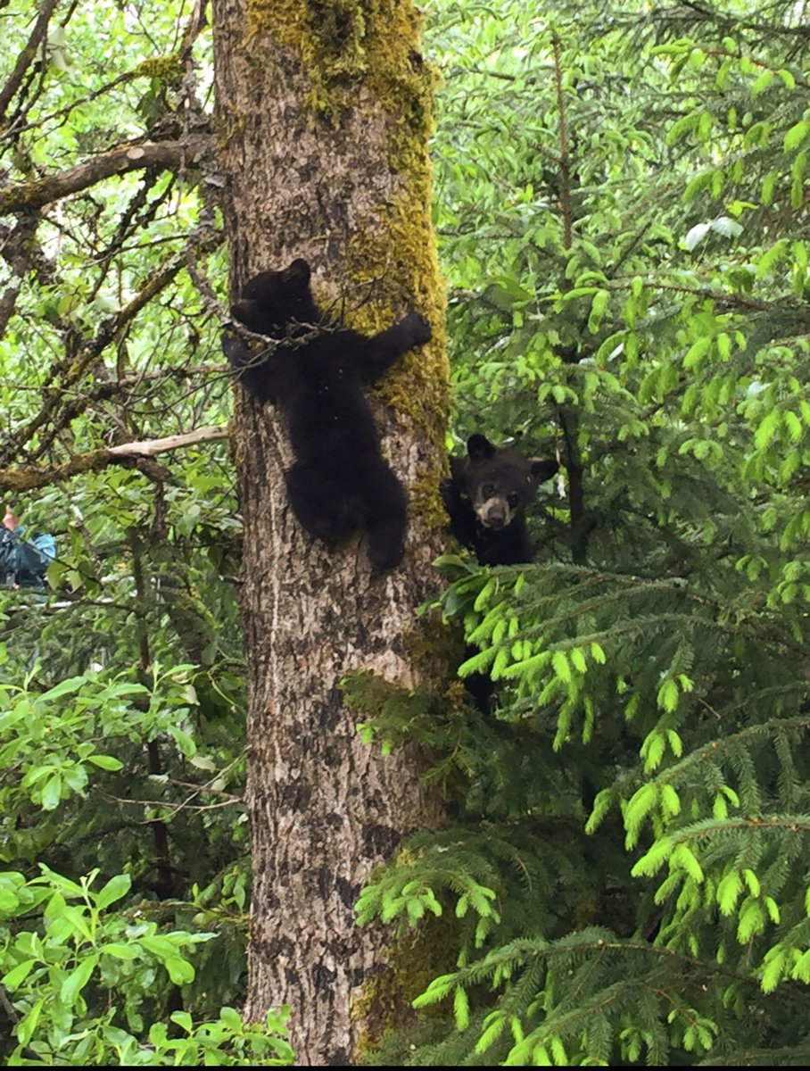 @ThePhotoHour @StormHourMark The Twins
#ThemeOfTheWeek #StormHour #ThePhotoHour #juneau#Alaska