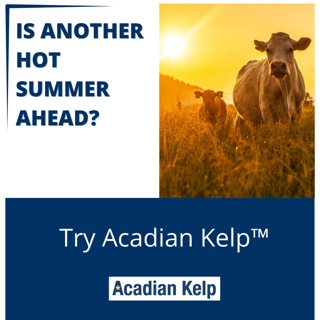 Could seaweed feed supplements help your cattle stay resilient during severe spikes in heat? Read our blog to find out.  

#HeatStress #CattleFeed #AcadianKelp #AscophyllumNodosum