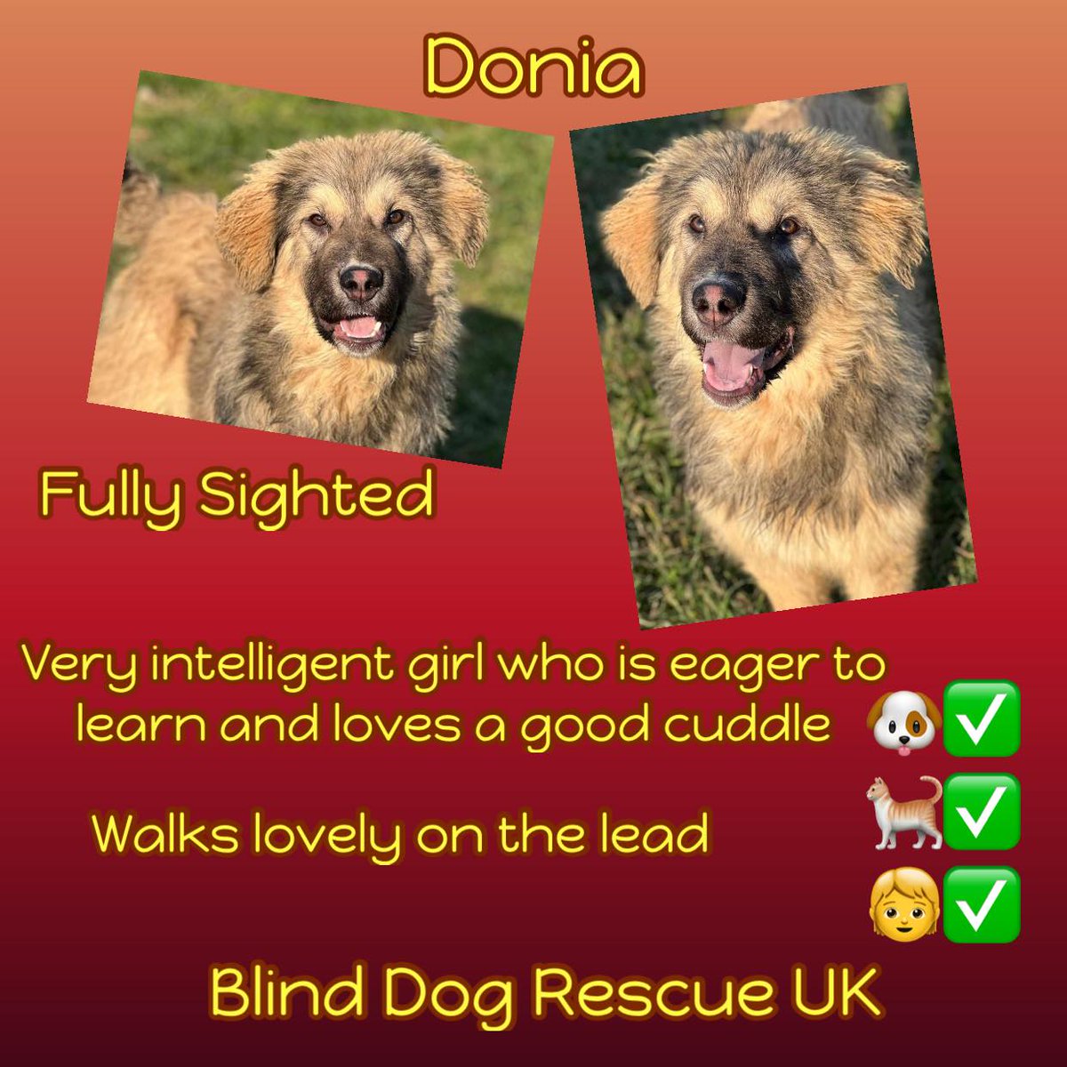 This fine figure of a girl is 7/8mo DONIA, a very intelligent soul who is a quick learner. She loves to run & play with toys, walks well on a lead wearing a collar & harness, & is good with other dogs, cats, adults & children. Donia is looking forward to lots of adventures out &…