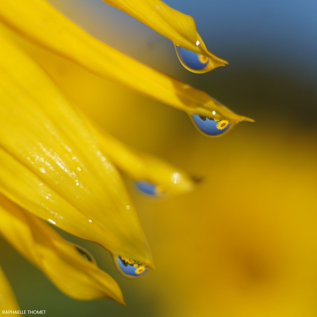 Did April showers bring May flowers to you? #nativeplants #spring #rain