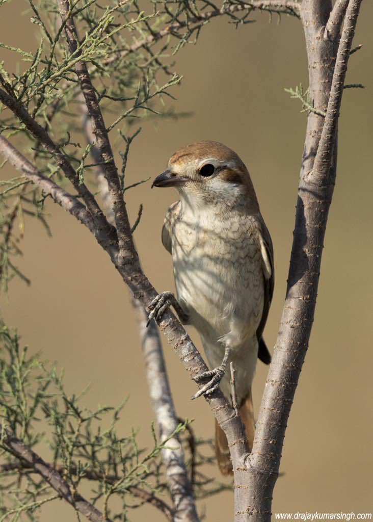 Isabelline shrike, Bahrain. #IsabellineShrike #Shrike #Wildlife #Bahrain