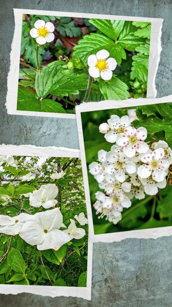 Wild strawberry, hawthorn blossom and dogwood putting on a display. @TrenthamEstate