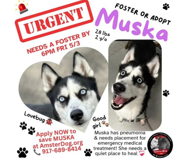 🆘️ Amsterdog wants 2 save Muska's life! Pls call: ↪️ 917 689 8414 Tysvm