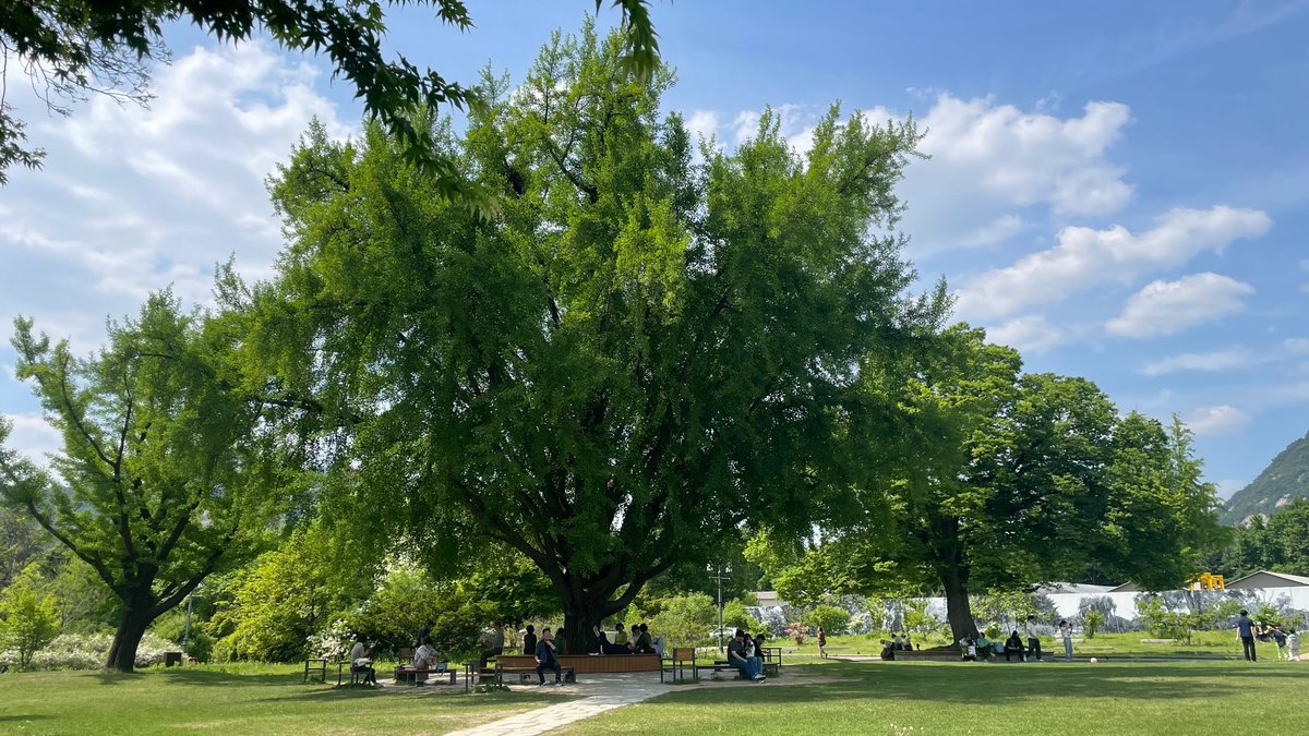 경복궁 안 고궁박물관 앞 은행나무. 사철 좋은 곳. 그늘이 질 만큼 큰 나무 아래 그늘에 둔 벤치. 서울은 이게 너무 사치스러운 게 되어버린 도시 같다. 공원은 정말 중요한 것인데. 전혀 사치가 아닌데.
