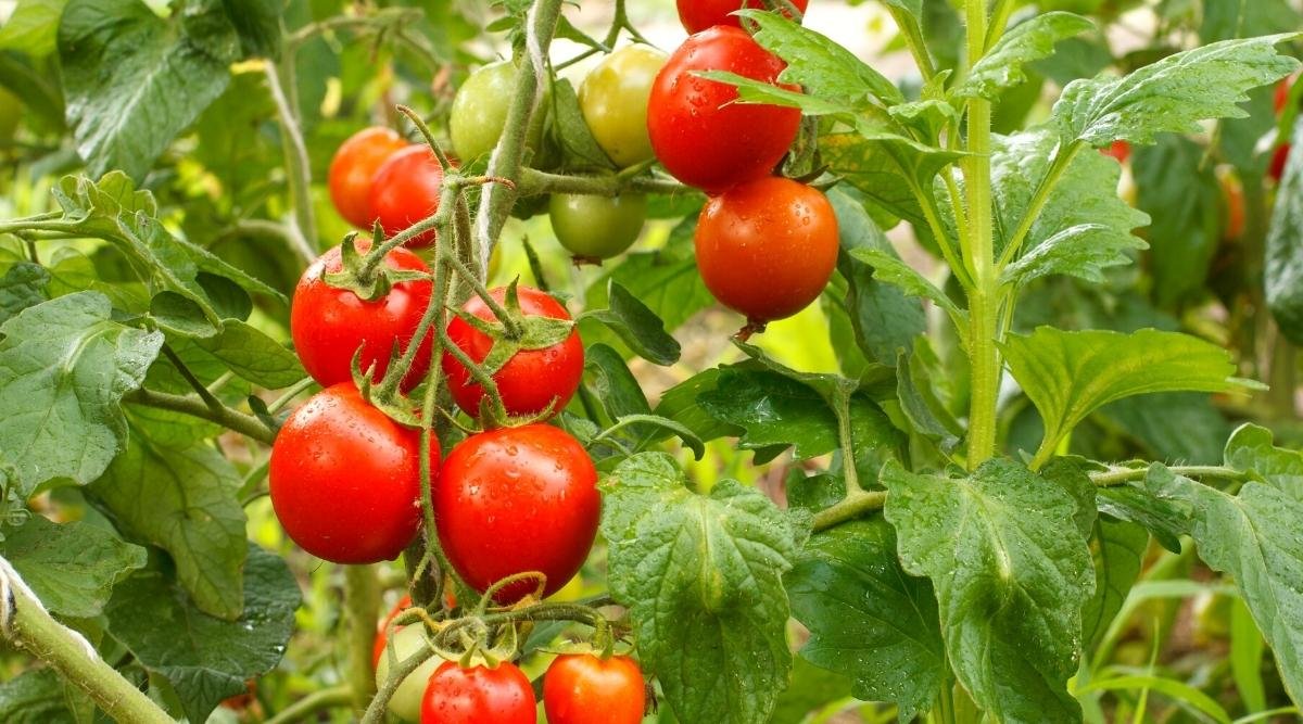 Welcome to the #BankHolidayWeekend in my #NewProfilebanner. (04-06 May 2024) #Tomatoes in the garden #rollonsummer #summeroflove #LifeisBeautiful #summerparadise #summerloving #signsofsummer #stepintosummer🥰🌺🌹🌷🌼🌸💐💮🏵️🧥🌅🌄🌊⛵️⛴️🏖️🧴
