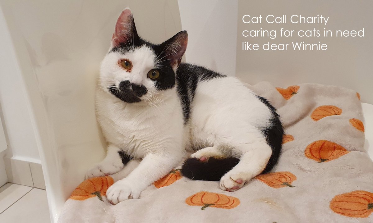 Cat Call Charity caring for cats in ned like dear Winnie.
#catcall #catrescue #catcharity #caring4cats