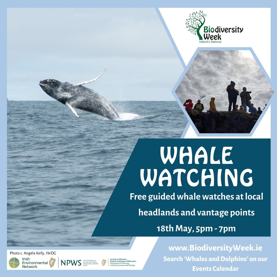 Coming up this Biodiversity Week! Book now to secure your place. Search 'Whales and Dolphins' to find an event near you: biodiversityweek.ie/events-calenda… @IWDGnews @NPWSIreland