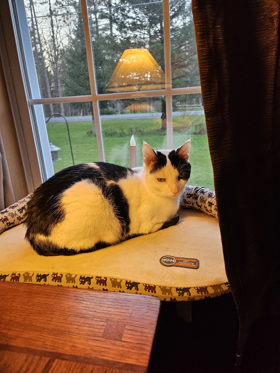 I was on pawtrol by sitting in a window seat. I was watching for birds + the neighborhood! Hope mew have a purrfect #FelineFineFriday! #cowcat #CatsOfTwitterX #AdoptDontShop #StaySafeFurrends