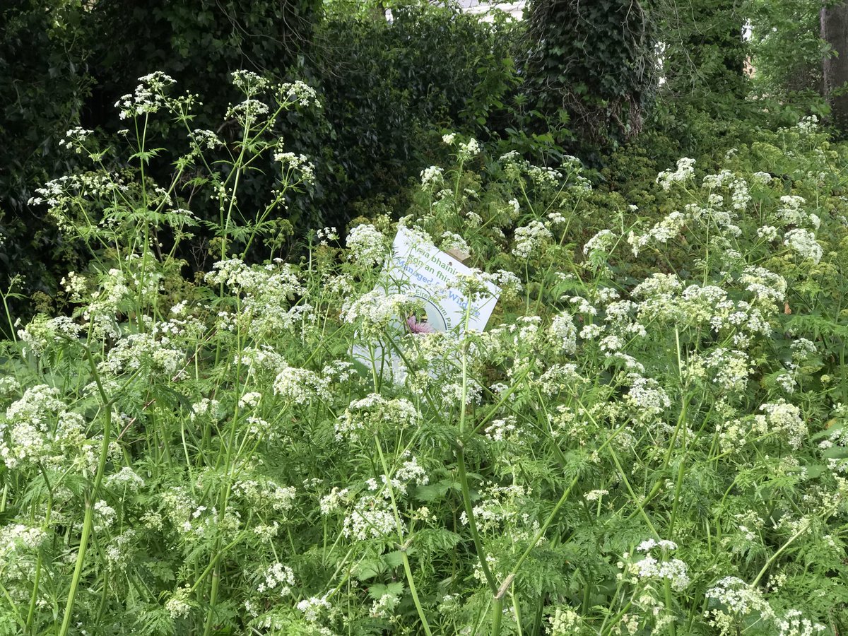 Bees 🐝 & Trees 🌳🌲 at ⁦@DCU⁩ All Hallows’ campus!! (Also lots of 🐞🦋🪲🪰) Was given a fascinating tour by ⁦@Fahys⁩ of the great work underway at the university to preserve #biodiversity and lower emissions. Great job 👏 ⁦@DCUClimate⁩ ⁦@DCUHist_Geog⁩