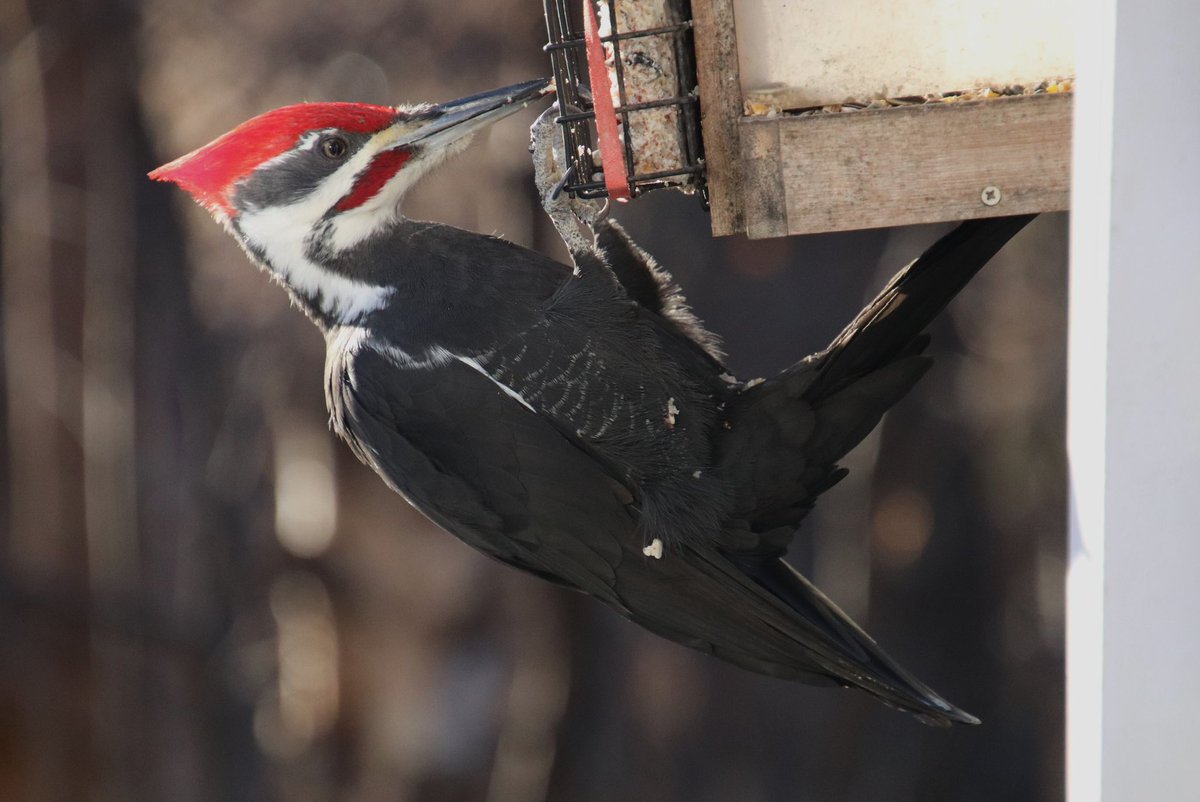 Heh Mark, sorry I missed your talking point earlier. I love the magpies but not sure about it as the ‘official bird’. My choice would be the ‘Pileated Woodpecker’ it’s a beautiful, colourful, year around resident and a fast strong image. 🤣👍