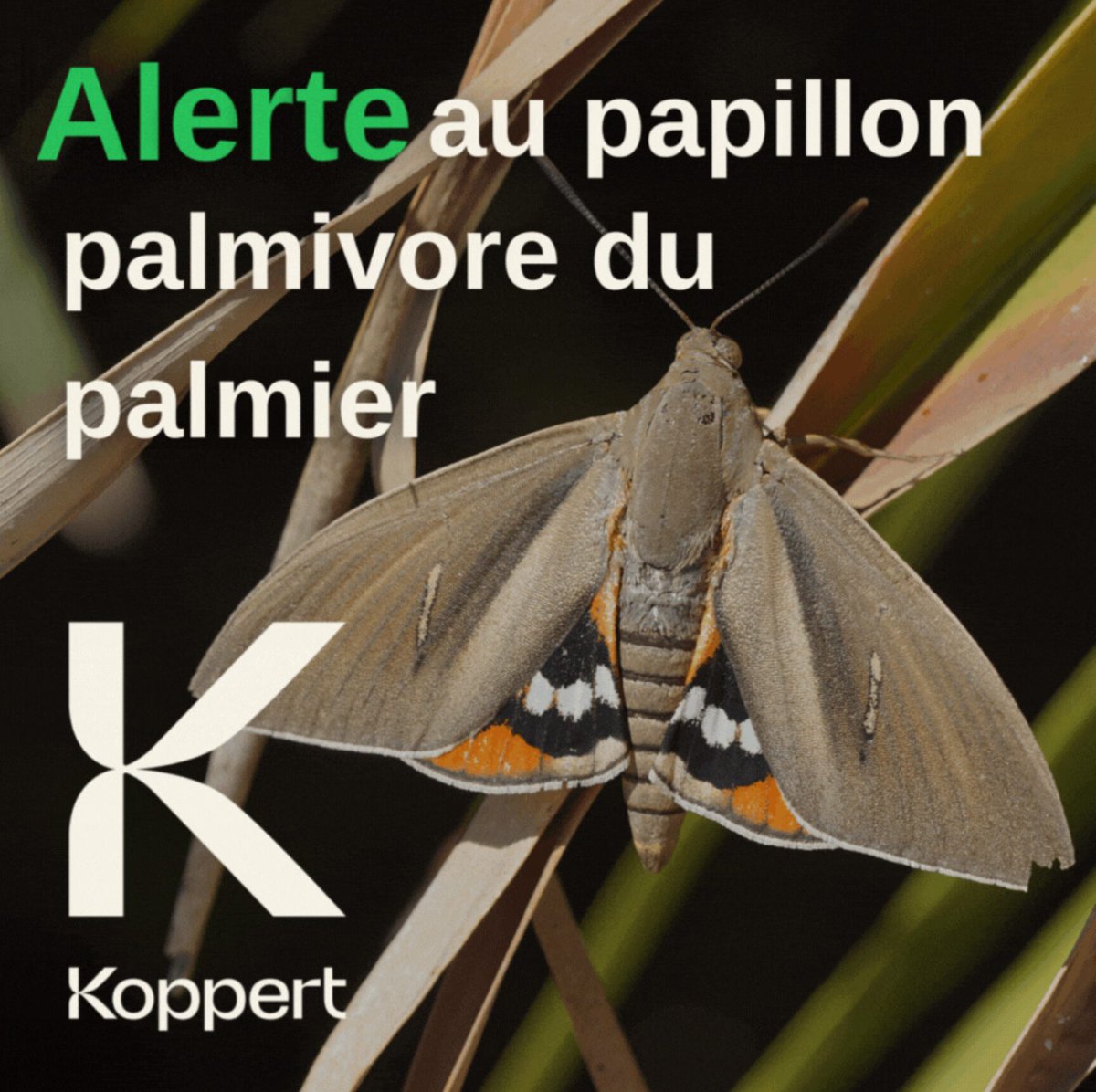 KOPPERT FRANCE (@koppert_france) on Twitter photo ๐ด๐๐ฅ๐๐ซ๐ญ๐ ๐ซ๐๐ฏ๐๐ ๐๐ฎ๐ซ ๐๐๐ง๐ฌ ๐ฅโ๐๐ฎ๐๐ฌ๐ญ ๐๐ ๐ฅ๐ ๐
๐ซ๐๐ง๐๐๐ดโ
Pour lutter contre le papillon palmivore du palmier, #Koppert propose en lutte biologique #Palmanem.
En savoir plus : koppert.fr/palmanem-une-pโฆ ๐ด๐๐ฅ๐๐ซ๐ญ๐ ๐ซ๐๐ฏ๐๐ ๐๐ฎ๐ซ ๐๐๐ง๐ฌ ๐ฅโ๐๐ฎ๐๐ฌ๐ญ ๐๐ ๐ฅ๐ ๐
๐ซ๐๐ง๐๐๐ดโ
Pour lutter contre le papillon palmivore du palmier, #Koppert propose en lutte biologique #Palmanem.
En savoir plus : koppert.fr/palmanem-une-pโฆ