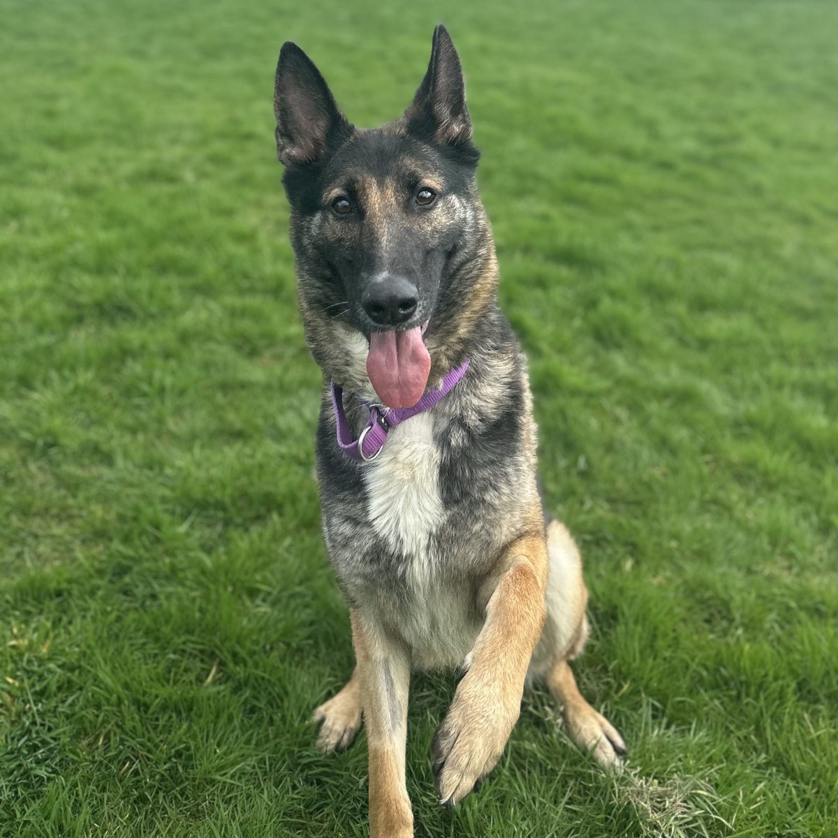 Please retweet to help Zena find a home #YORKSHIRE #UK Available for adoption, REGISTERED BRITISH CHARITY Clever, energetic German Shepherd aged 5-6. Previously in a loving home, they could no longer keep her. She needs an experienced adult home, she may be able to live with…