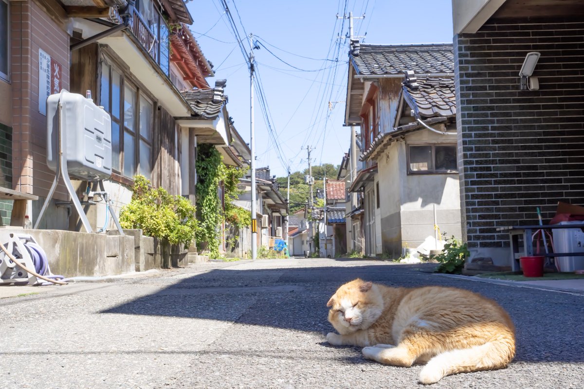 #写真好きな人と繋がりたい
#写真家
#カメラ好きな人と繋がりたい
#カメラのある生活
#猫
#ねこ
#猫島？
#島の猫
#猫写真家
#猫好きな人と繋がりたい
#野良猫部