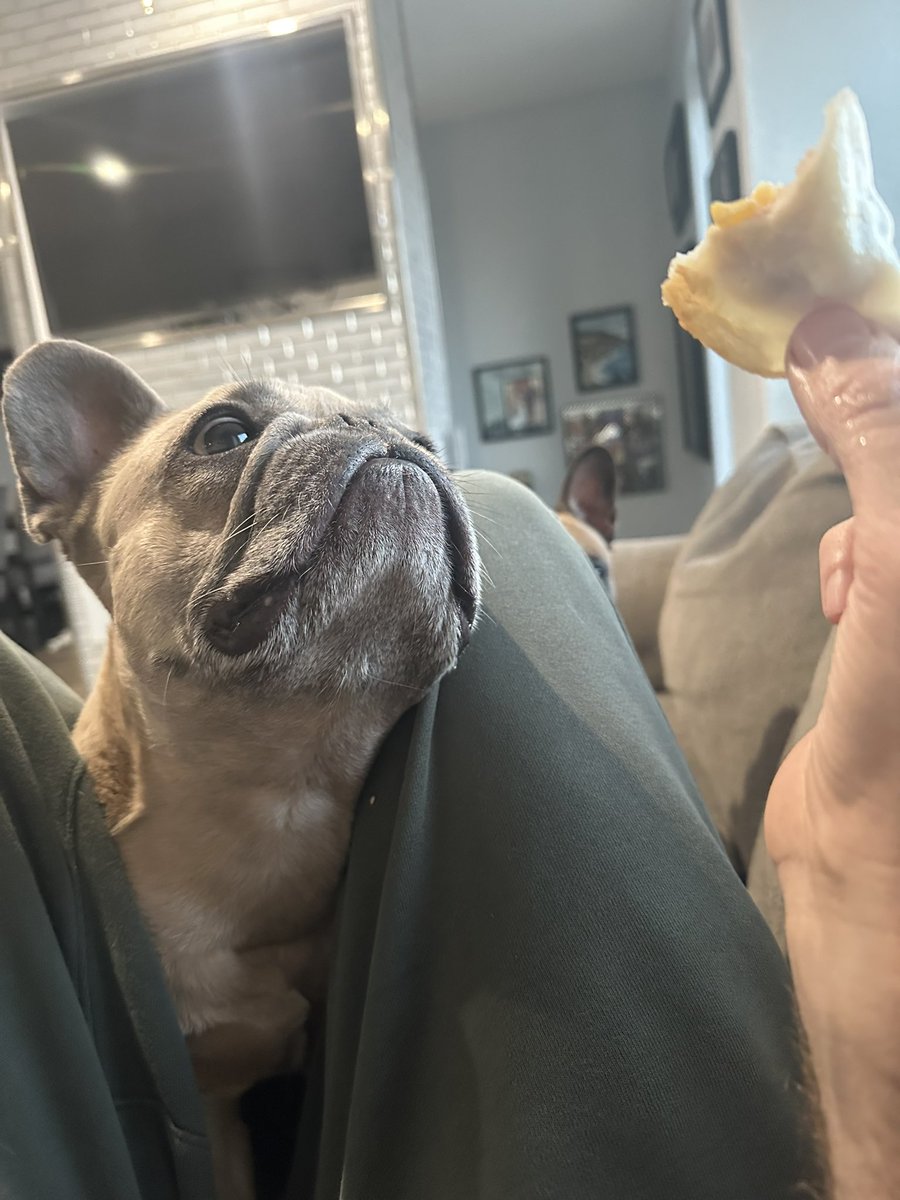 It’s Friday! Stay focused on your goals (like this guy on this potsticker) and the weekend will be here in now time!! 🎉

#starwarsday #cincodemayo #frenchbulldog #dogparent #friday #friyay #weekendvibes