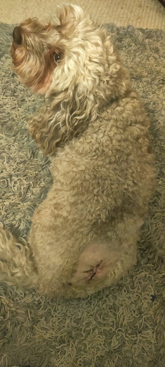 I had a suspicious cyst removed yesterday. Happy to announce it was a harmless one. Better safe than sorry but ouch! Hoomom says, I'm a real trooper! 🙏🐾💗