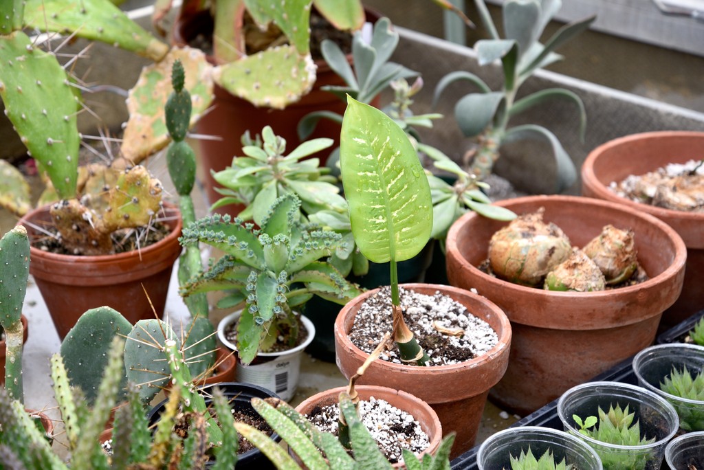 Buller Greenhouse Plant Sale 🪴⁠ ⁠ Please note that we accept cash only, and kindly be aware that our plants may contain greenhouse pests. Don't miss out on this opportunity! ⁠ 📍 Armes Link⁠ 🗓️ May 8 at 10:00 a.m.⁠ ⁠ #UMScience #UManitoba #UManitobaSci #BiologicalSciences