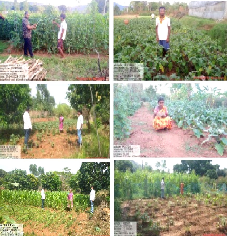 Farmers under BPKP have been through a rigorous & continuous move towards promoting organic way of cultivation opting varied cash crops like vegetables, pulses, oilseeds, Cereals etc. in Lanjigarh & Thuamul Rampur Blocks. @NCONFGZB @CdaoKalahandi @DmKalahandi @APZBNF @nafedindia