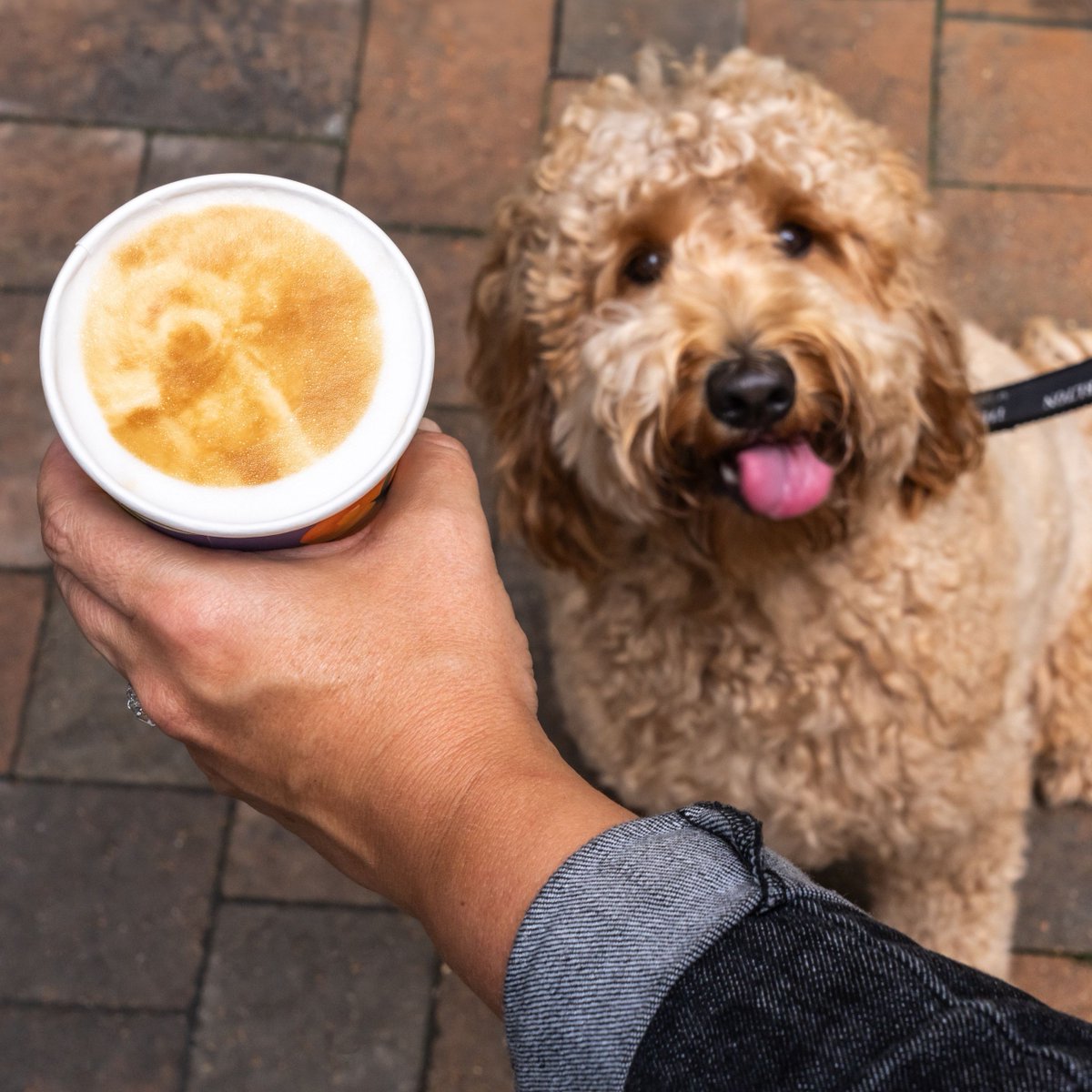 It's never a 'ruff' visit when your favorite travel companion is with you. Tap the link in our bio to treat your pup during your stay. #NationalPetMonth #PetFriendly