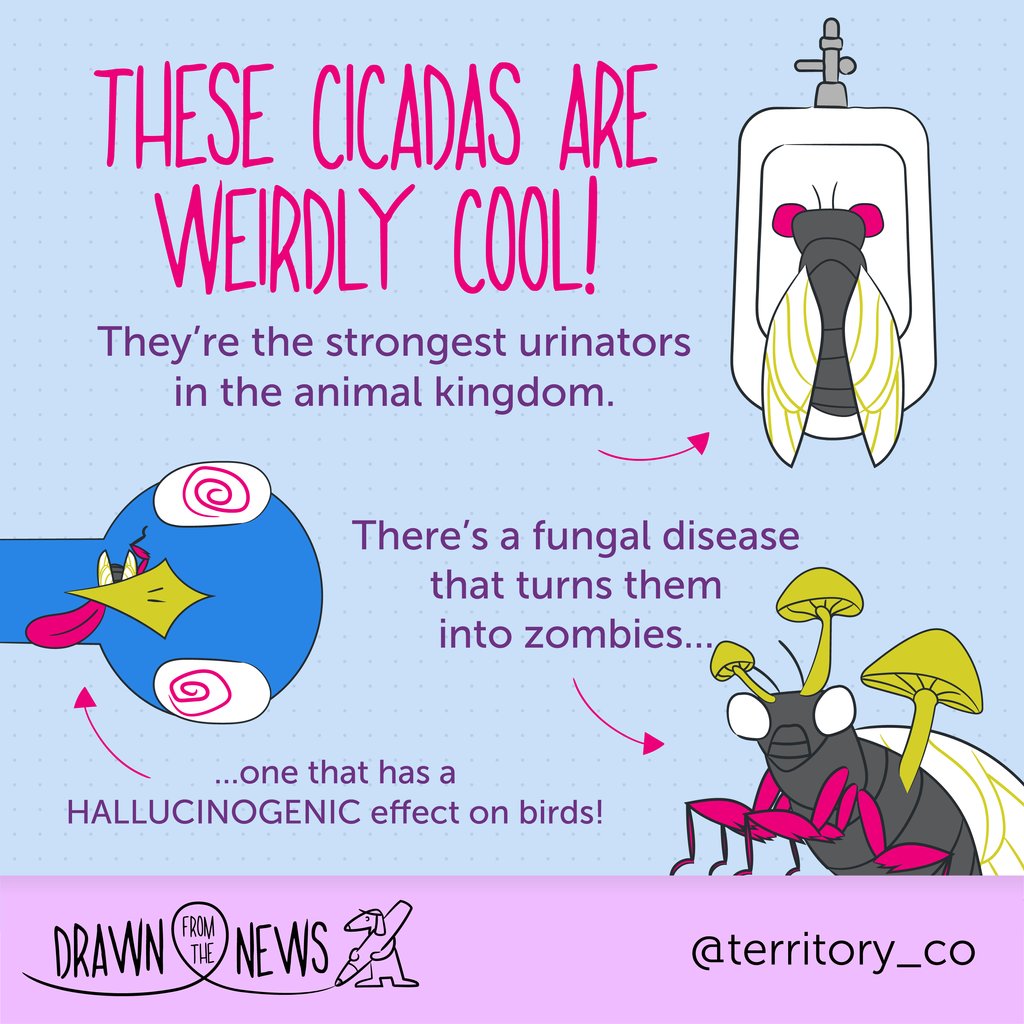 territory_co's tweet photo. #DrawnFromTheNews // 🌿🎶 Two cicada broods emerge this spring! Discover their weird world—their superpower urination to their zombie-making fungal foes, and it's a wild ride you won't want to miss. Swipe, learn, and like! #Cicadas #Cicadageddon #BroodXIX #BroodXIII 🐛🍄 https://t.co/hCJdwpJYls